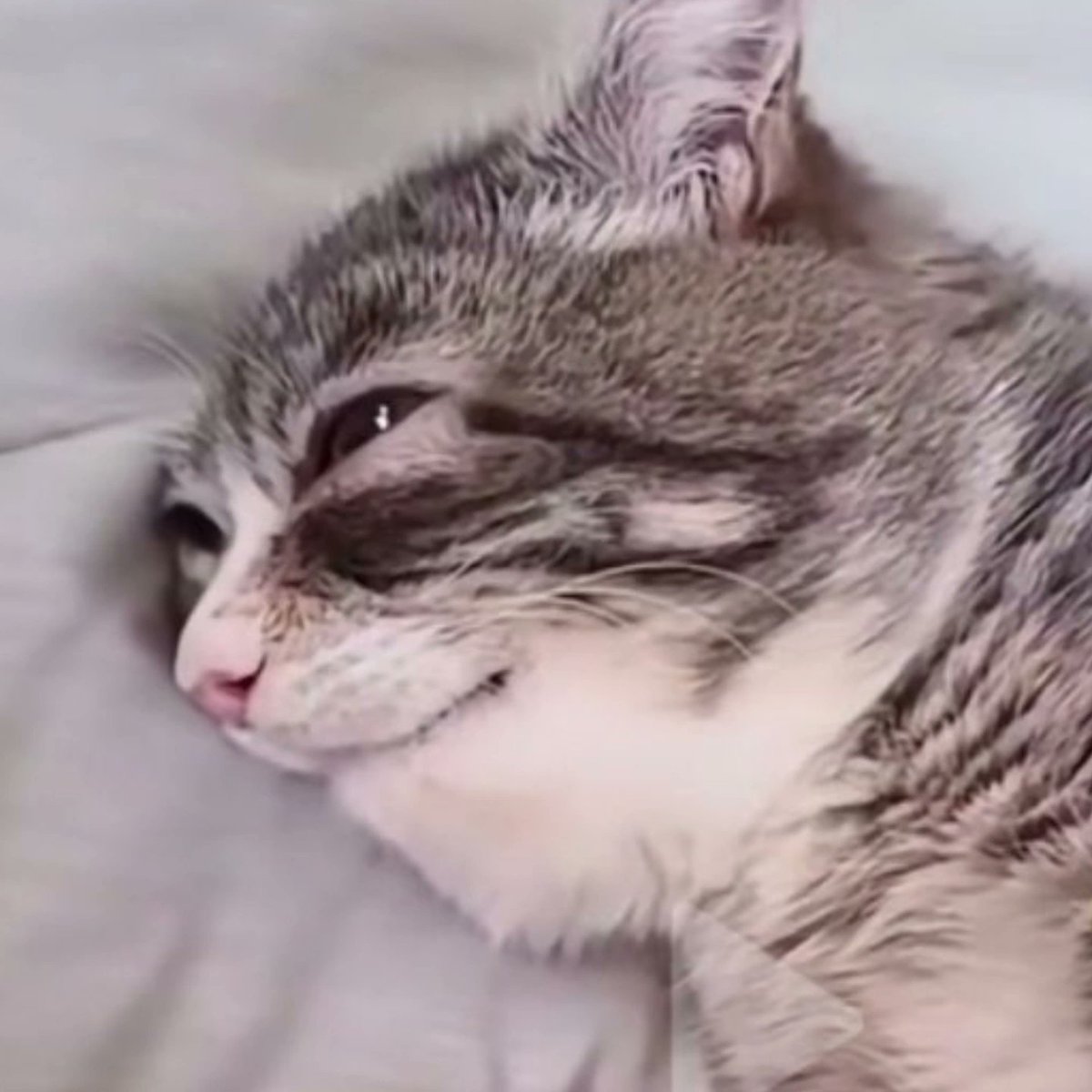 𐔌⠀roro⠀𖹭.⠀
first to rt corbs pokemon muse heh