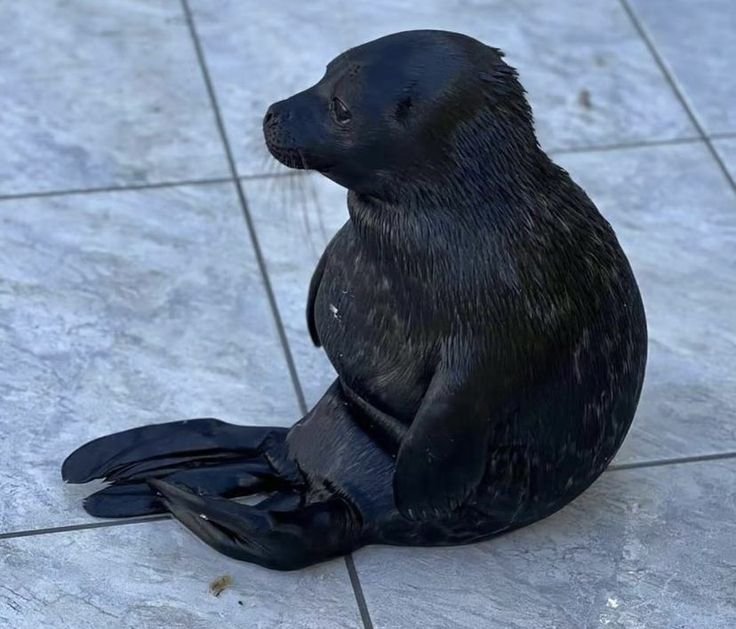 𐔌⠀roro⠀𖹭.⠀
@cinyphes hello corbs ily corbs