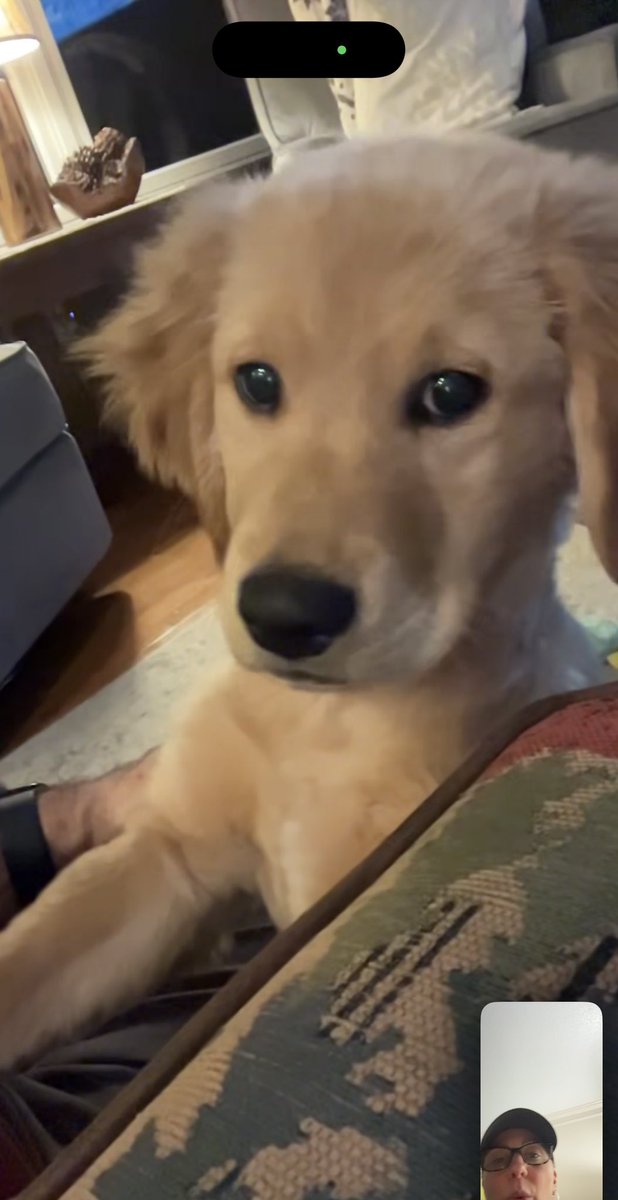 ChanceTheGolden's tweet photo. Got to see Mom last night on a little rectangle thing! She said I got so big.. couldn’t tell if she was happy or sad about that, but anyway she’s coming home tonight!!! 🥺❤️
Time to behave ! 😂🤭
#Momsaway #troublewithdad
#adventureswithchance https://t.co/cMc6zf1ZsR