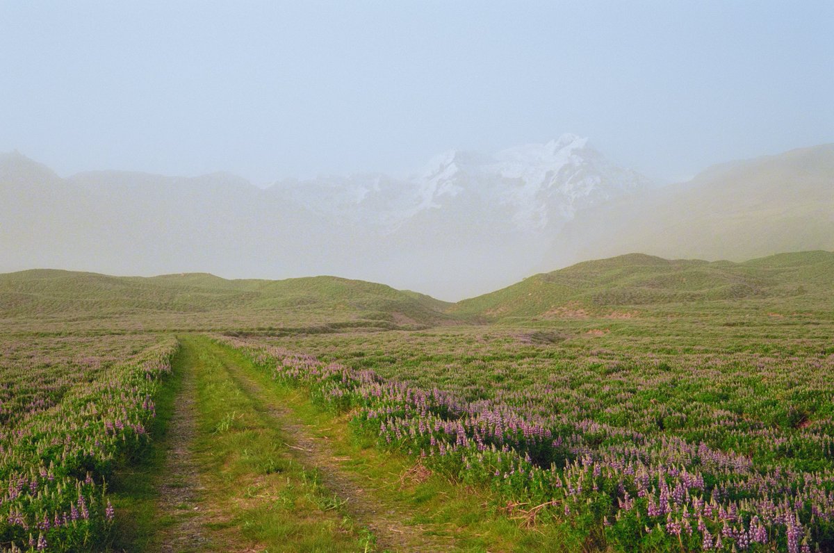 Iceland on film 🎞️