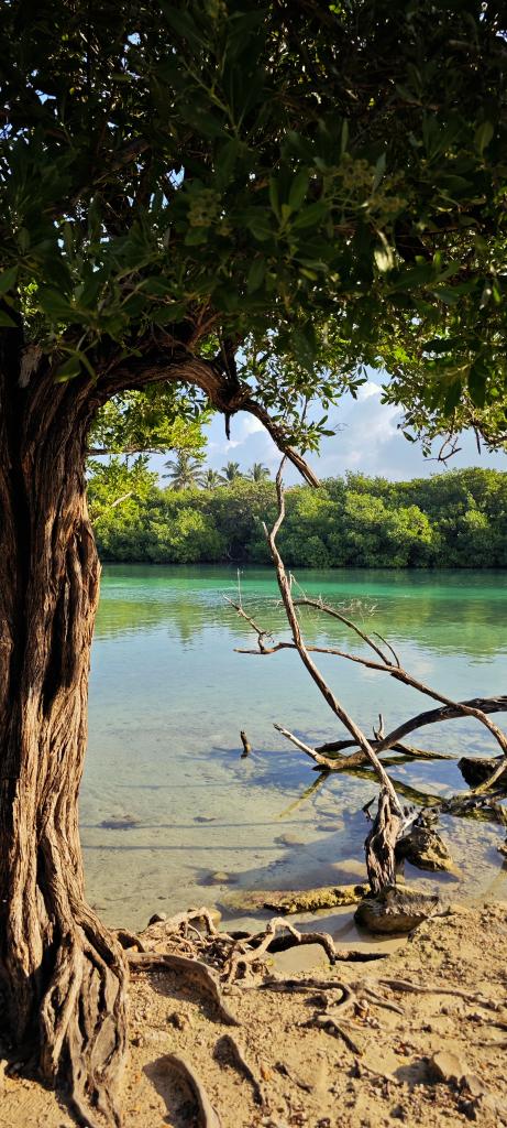 Buen día excelente jueves 
<a href="/VivoEnCancun/">Vivo en Cancún 🏖️</a>  <a href="/VivoEnIslaM/">Vivo en Isla Mujeres</a> <a href="/VivoEnPtMorelos/">Vivo en Puerto Morelos</a> <a href="/VivoEnPlayaDC/">Vivo en Playa del Carmen</a> <a href="/visitacaribemex/">Caribe Mexicano</a>