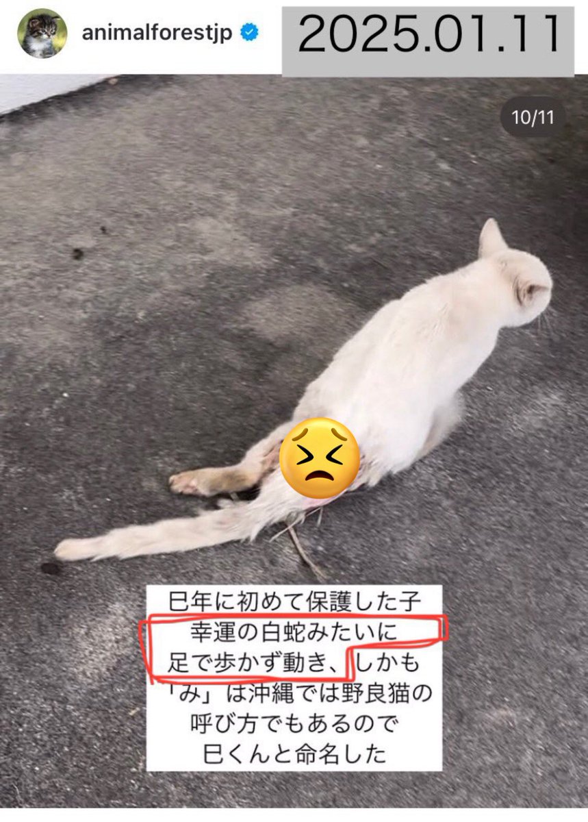 scarabmark's tweet photo. @sa_kagi_sa @r7i5ti @coonlove2 同感です💦
猫を全部タマ（ミーコ）と呼ぶお年寄りは知ってますが、保護したのに名前が“野良猫”だなんて・・😵

「幸運の白蛇」もおかしすぎるし、アニマルフォレストの投稿はおかしいことしかない！
金のなる木（猫）が手に入ったから、“やったー✨このコは「幸運の白蛇」🐍”と喜んでるだけに思えます https://t.co/JGhfCI1LgZ