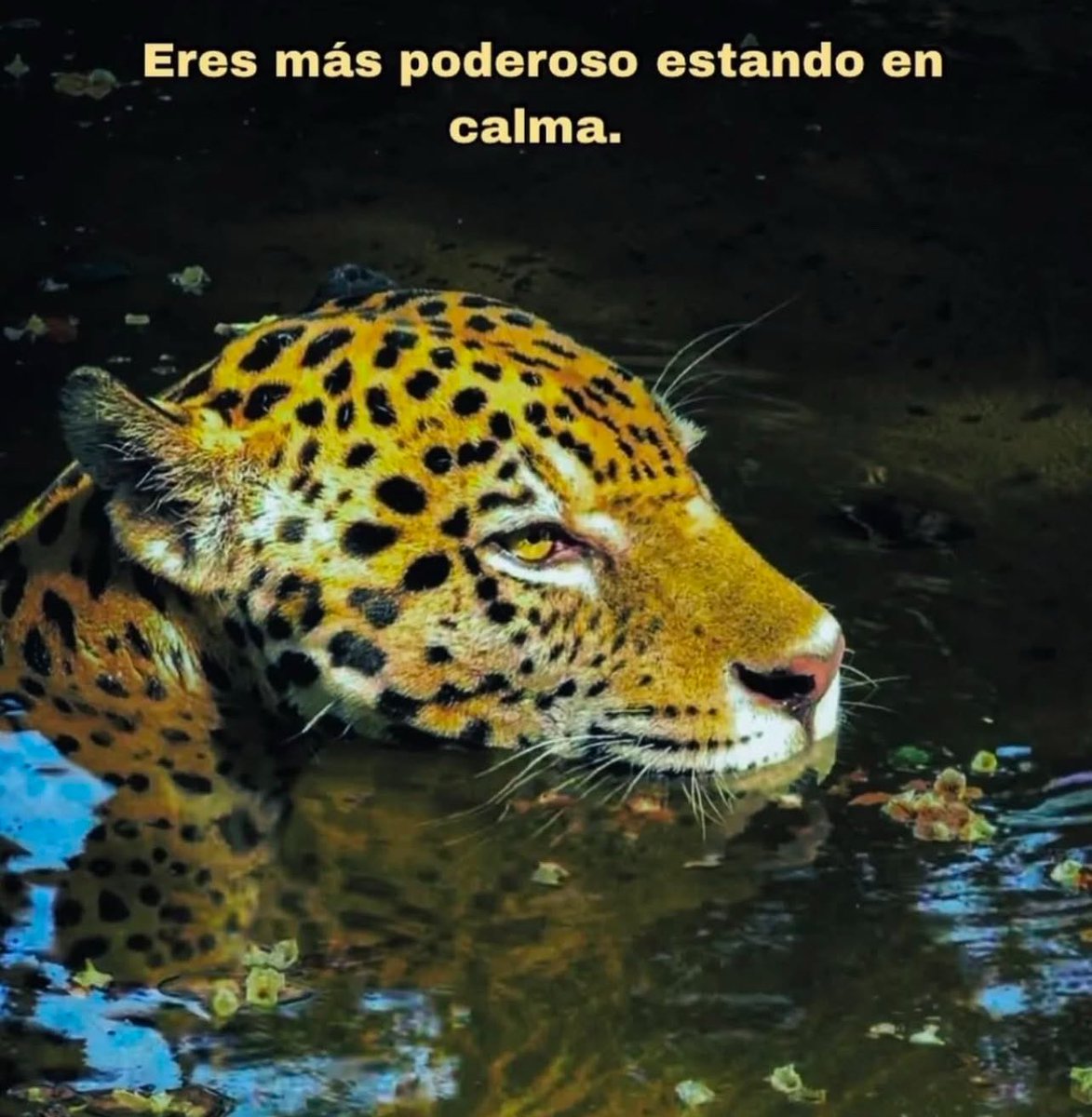 conoloracigarro's tweet photo. https://t.co/r4gu2OnXzY