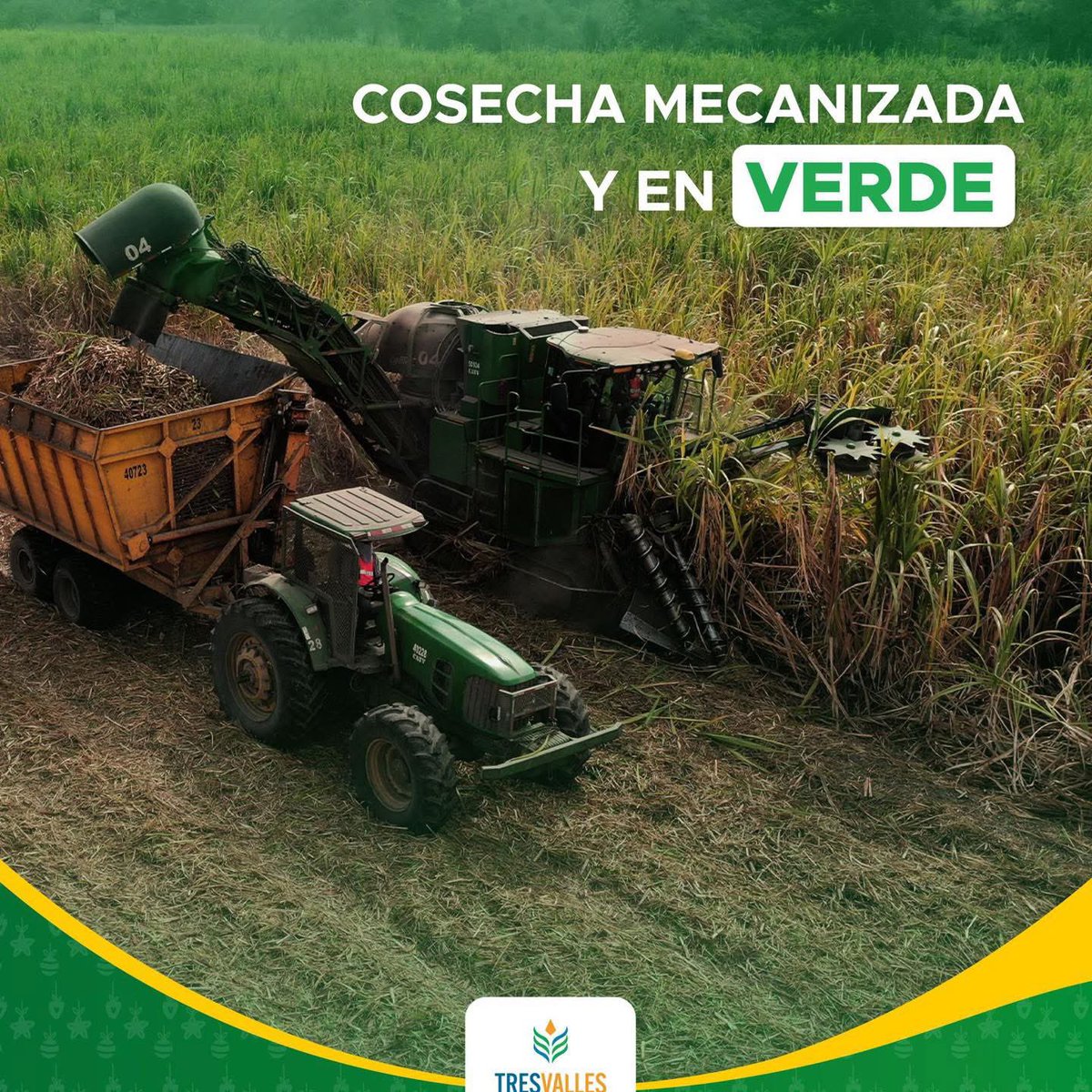 🎋Contamos con maquinaria de alta tecnología, que nos permite recolectar la caña de azúcar de manera más rápida, eficiente y cuidadosa, garantizando la calidad de cada cosecha y el cuidado del medioambiente.  💚🍃

De esta manera, seguimos apostando por la innovación sostenible.