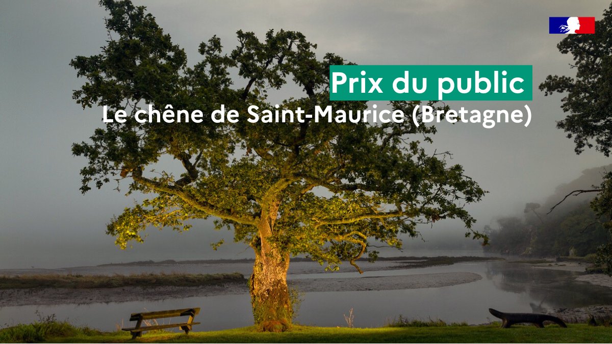 Office national des forêts (@onf_officiel) on Twitter photo Découvrez les gagnants du concours de l'<a href="/arbredelannee/">Arbre de l'Année</a> !
🏆 Le chêne de Saint-Maurice (Bretagne), reçoit le prix du public ;
🏅 Le chêne de l'ancien château (Grand Est), le prix du jury ;
💚 Et le chêne de la Reine Jeanne (PACA) est coup de cœur du jury.
arbredelannee.com/laureats/laure… Découvrez les gagnants du concours de l'<a href="/arbredelannee/">Arbre de l'Année</a> !
🏆 Le chêne de Saint-Maurice (Bretagne), reçoit le prix du public ;
🏅 Le chêne de l'ancien château (Grand Est), le prix du jury ;
💚 Et le chêne de la Reine Jeanne (PACA) est coup de cœur du jury.
arbredelannee.com/laureats/laure…