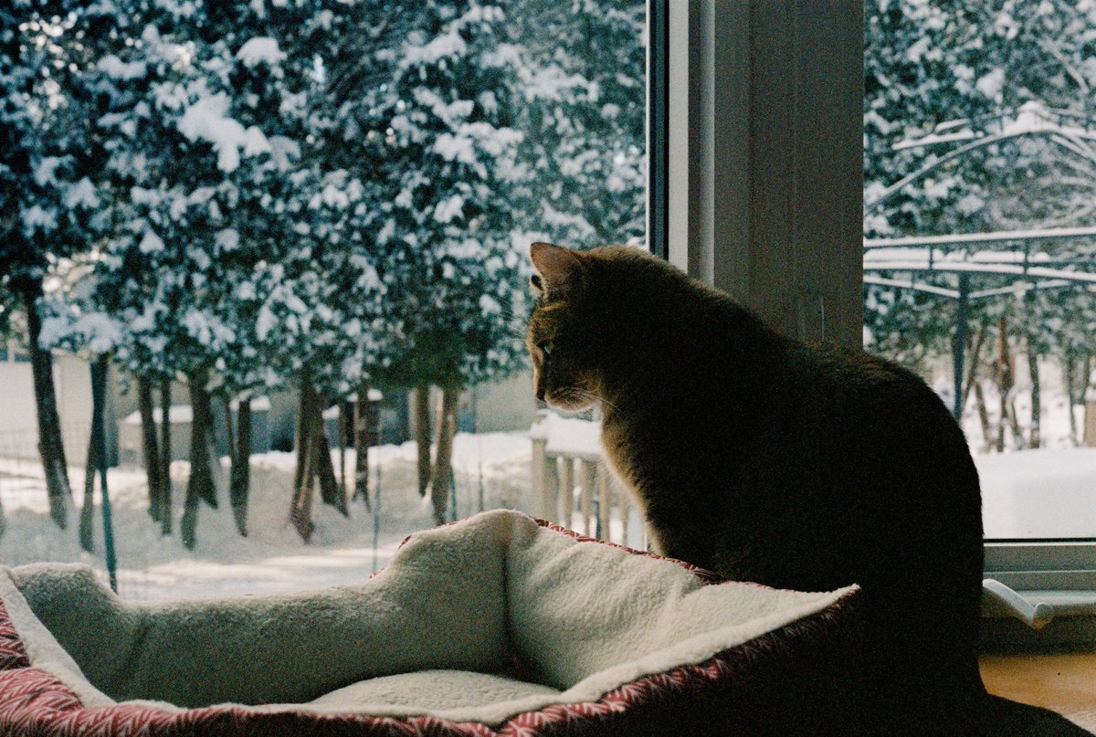 some furry fellas on film 

📷 leica m3 w/ leica summicron 50mm f/2 rigid
🎞️ kodak portra 400