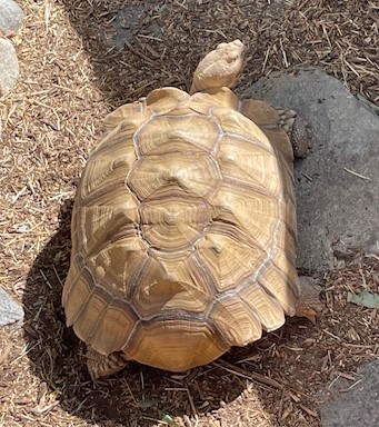 U-Haulin' Ass? (w/ John Gemberling, Dan Lippert, Brett Morris) sharing their varied experiences during one of the most harrowing disasters in LA history, and create  scenes of catharsis. Please donate or  support the recovery any way you can.
art19.com/shows/improv4h…