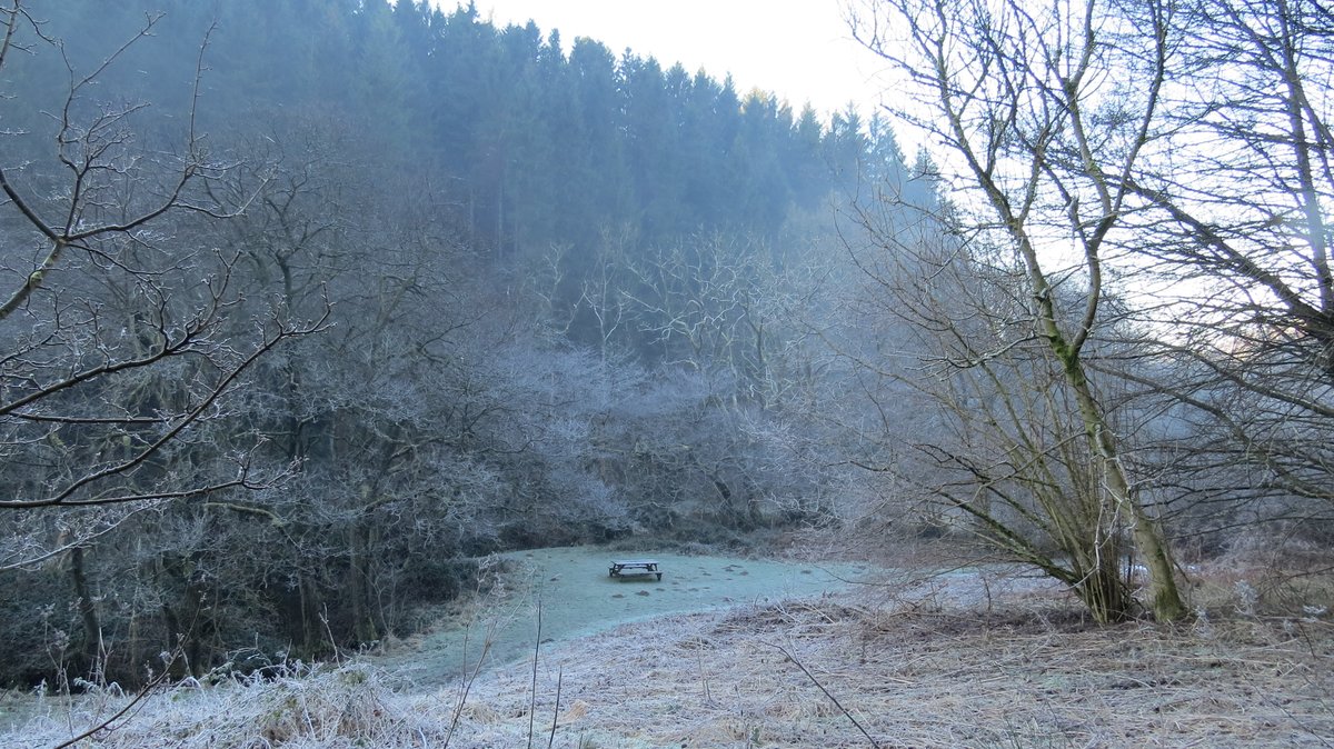 In Staindale at c130m aod, this afternoon, the sun had not penetrated into the dale &amp; the hard overnight frost remained with a cold mist that created an ethereal landscape.