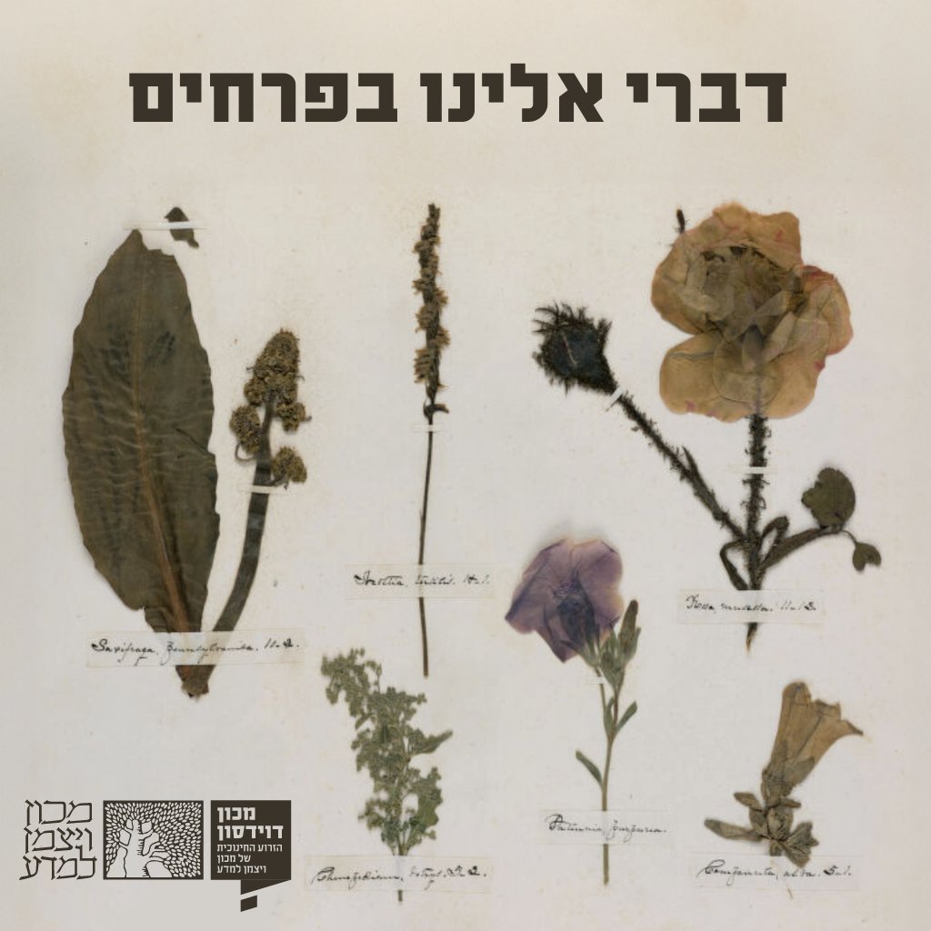 DavidsonOnline's tweet image. שירתה של המשוררת האמריקאית אמילי דיקינסון שופעת תיאורי טבע. לאחרונה הצטרף אליה אמצעי המחשה ייחודי: העתק דיגיטלי של אוסף הצמחים המיובשים של המשוררת, המשקף שימור מרשים באיכותו >>> bit.ly/4as9bSH
מאת: @jonathanBrkm
📸Houghton Library, Harvard University