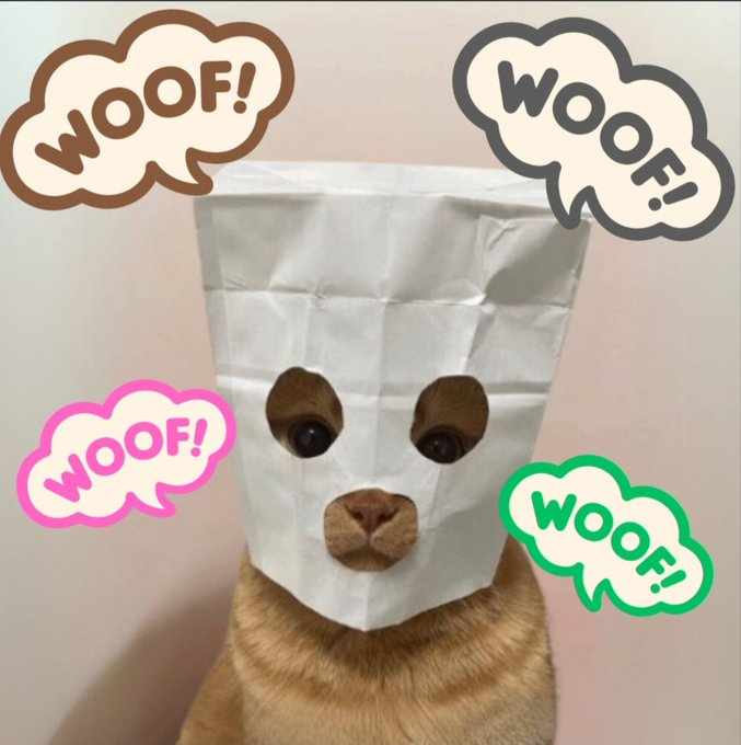 aquorrr's tweet photo. @WhaleInsider by grabbing some $dog https://t.co/kIKDUeB6AQ