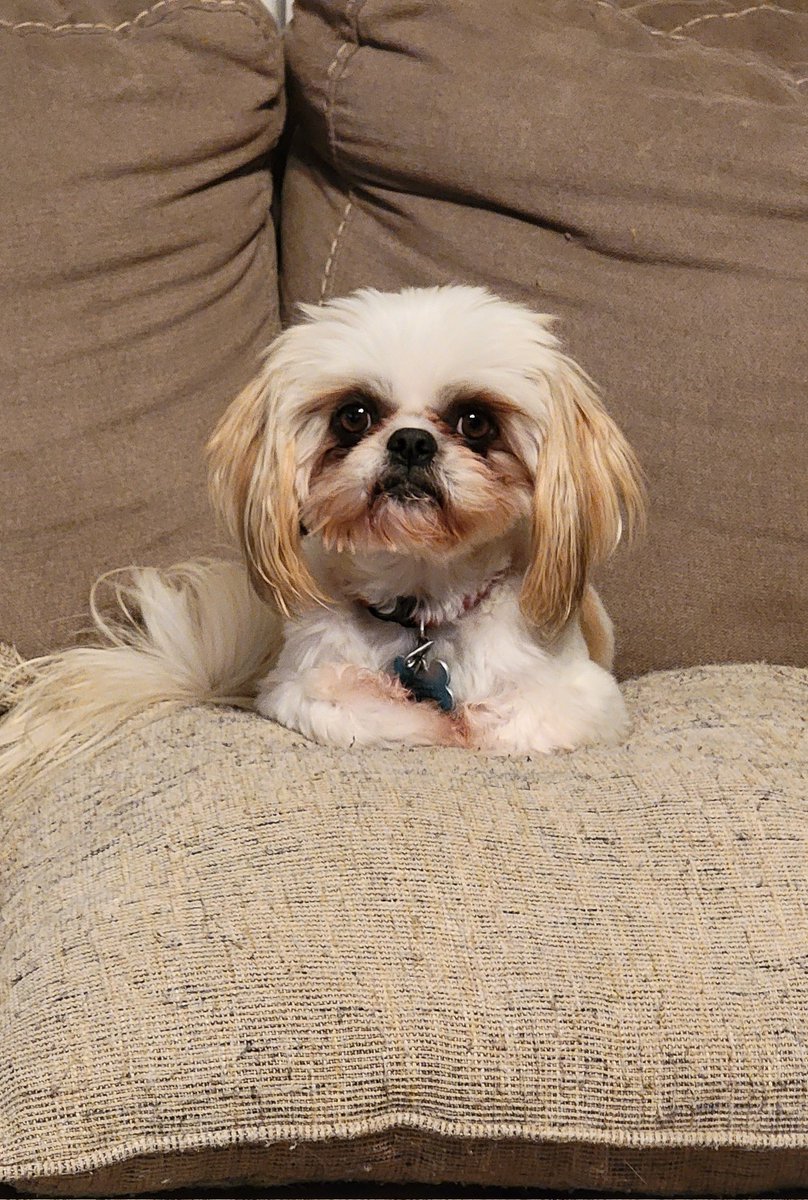 Meet Barklee. His tag says, "I'm dad's favorite."