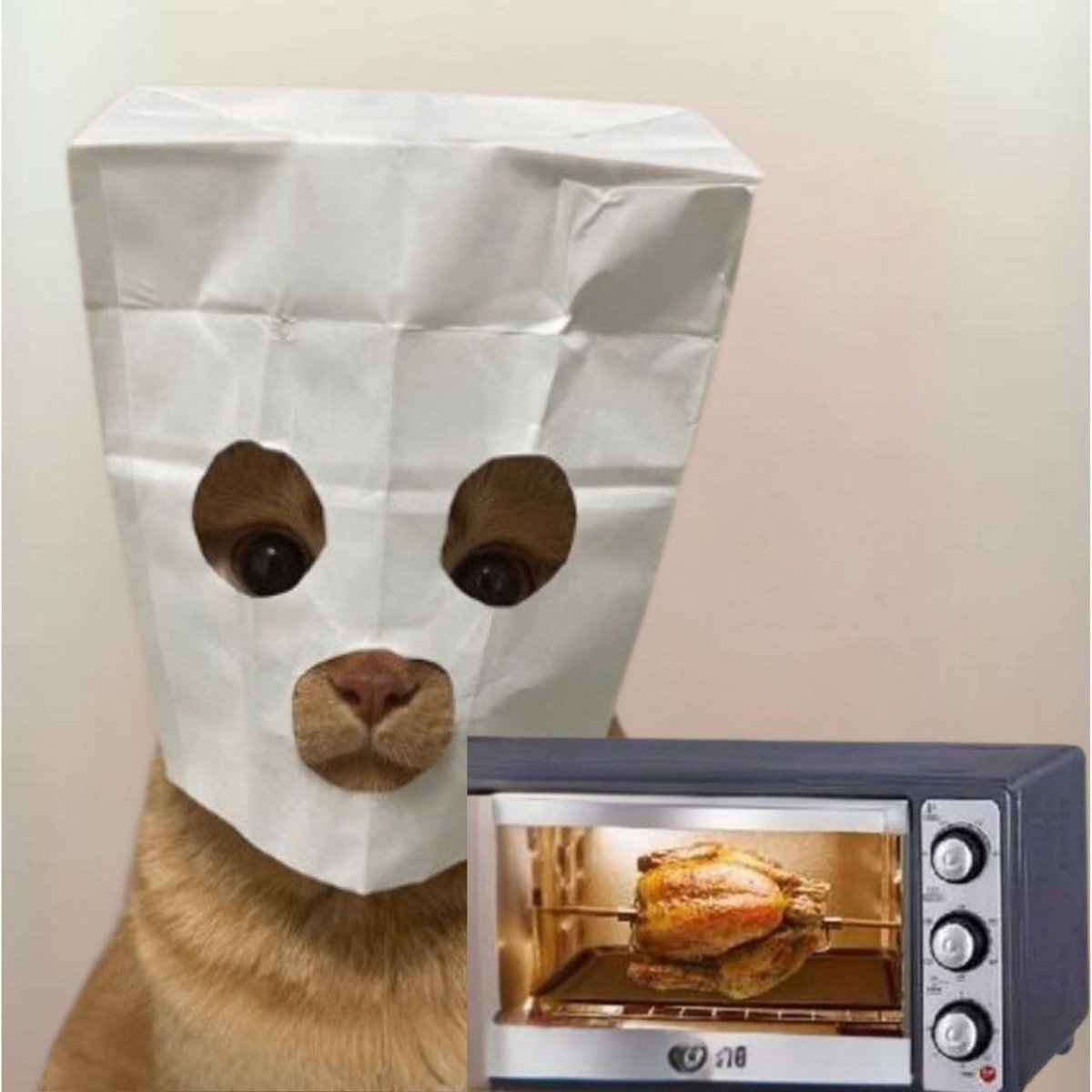 aquorrr's tweet photo. @blknoiz06 who is gonna let me know if this $dog is cute https://t.co/l3NOMB075L
