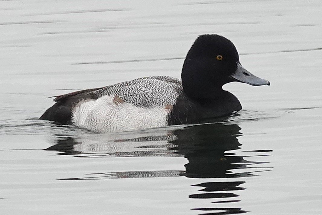 Aspen Silvaana (@aspensilvaana) on Twitter photo The Lesser Scaup at Longham lakes this afternoon was a nice surprise!
<a href="/DorsetBirdClub/">Dorset Bird Club</a> The Lesser Scaup at Longham lakes this afternoon was a nice surprise!
<a href="/DorsetBirdClub/">Dorset Bird Club</a>