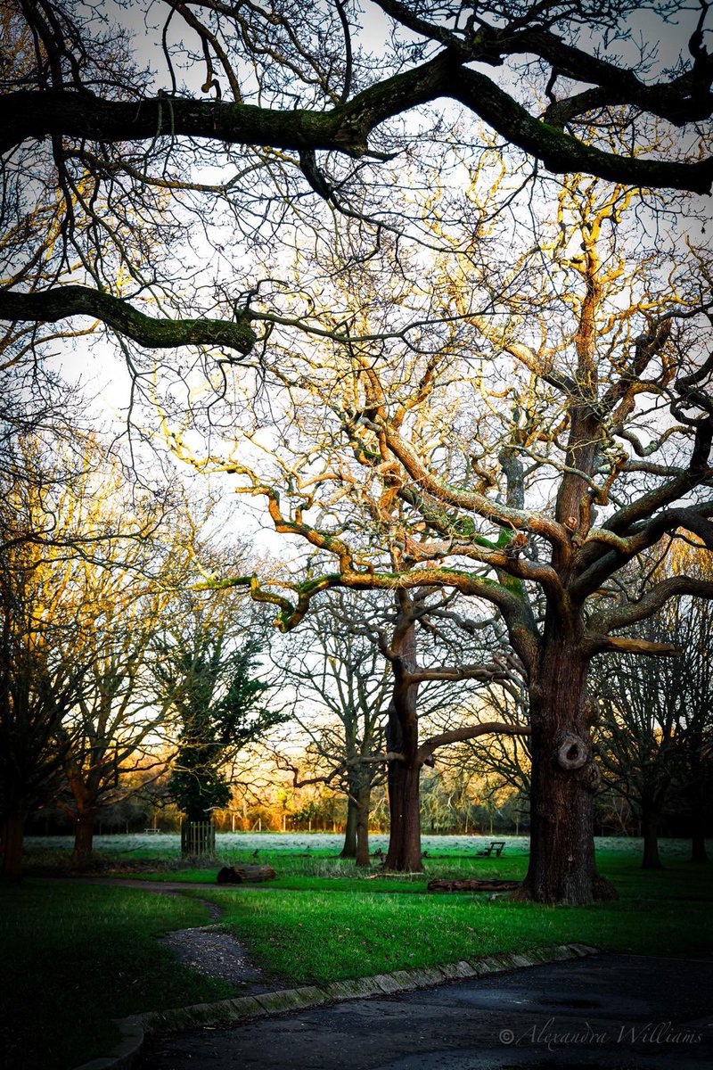 Nachokeys21's tweet image. #HorrorPrompt
(Full version link in bio)

In this room the time skitters back &amp;amp; forth
you can see it on the floor, shadows play
just to rewind and the tree sways
rooted in my backyard mind.

That tire swing we all remember
&amp;amp; that doughnut whispers tire marks
to polished parquet.