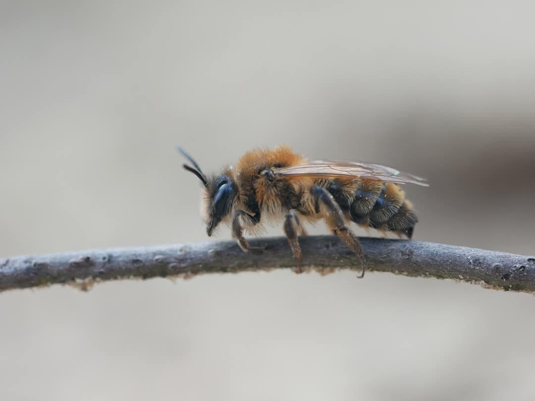 IvnKnnvAssen's tweet photo. Lezing over bestuivers

Bioloog  Marco Tanis geeft op donderdag 20 februari om 19.30u in het Duurzaamheidscentrum te Assen een lezing over bestuivende insecten.

De entree is € 2,50 voor leden van IVN-KNNV Assen en € 5,- voor niet-leden

Opgeven via: activiteiten@ivnassen.nl https://t.co/Hll8zqecgH