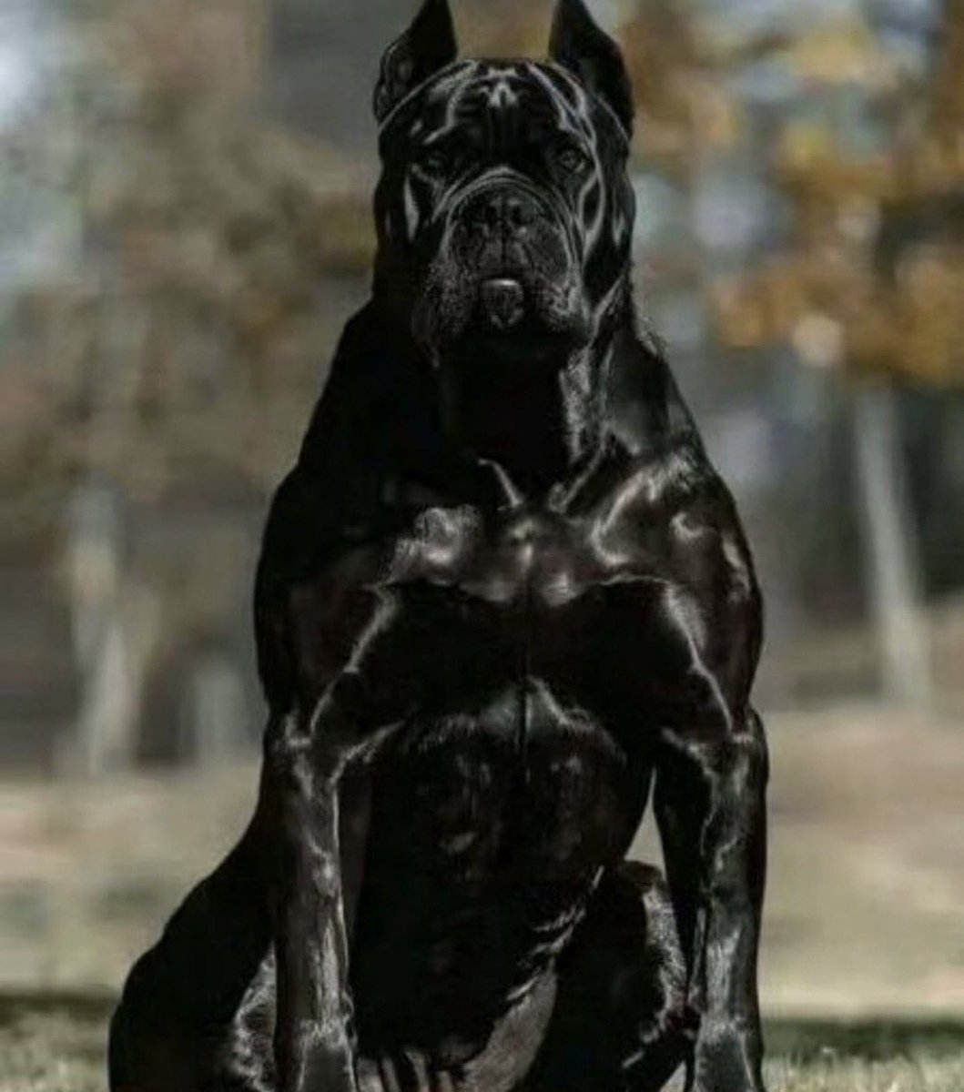 pulpo404 tweet media