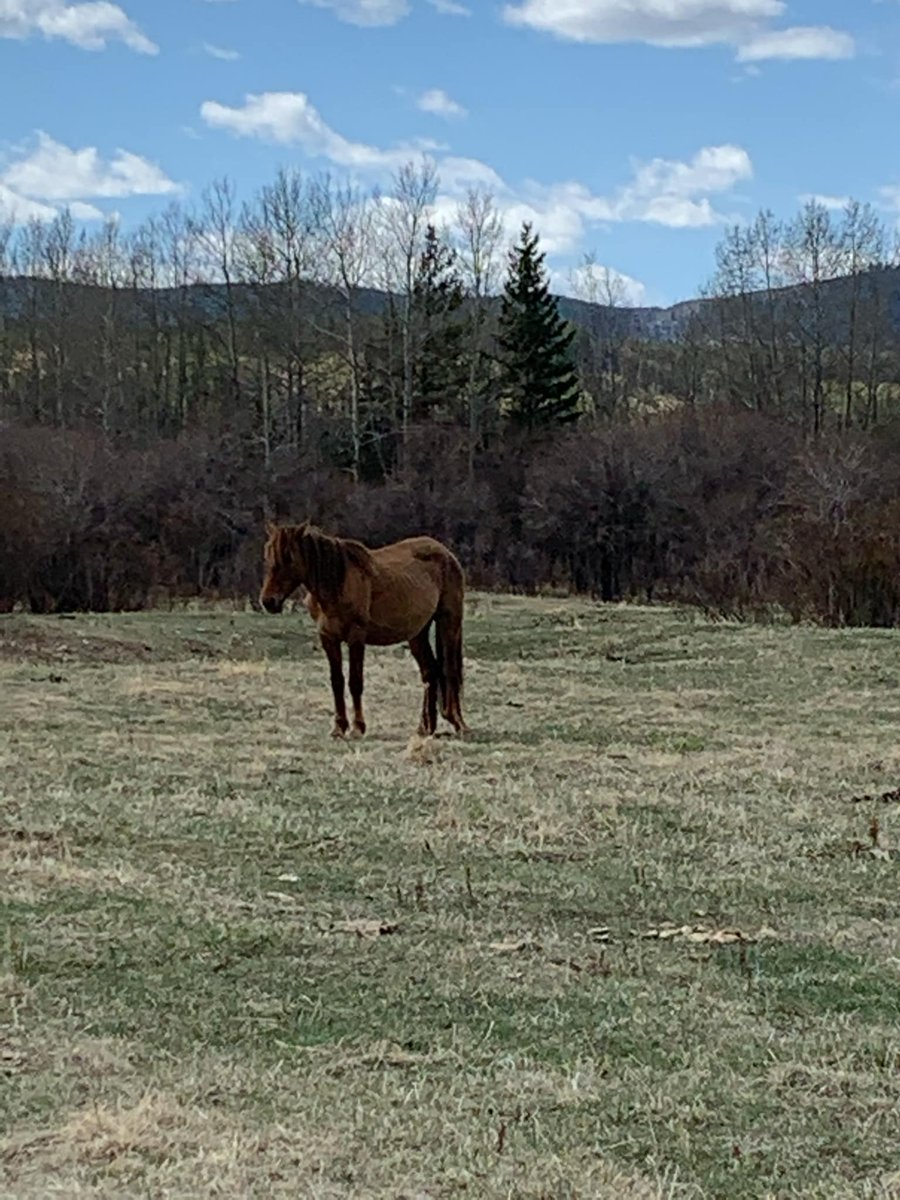 TheWildieWest's tweet photo. In this week’s episode on Jan 18th @10pm MST, we’re continuing our conversation with Dr. Claudia Notzke!
Get ready to hear her inspiring story time about how she was introduced to wild horses and the profound impact they’ve had on her journey. 
https://t.co/F0dZF2IxdT https://t.co/WmeAI9IxFU