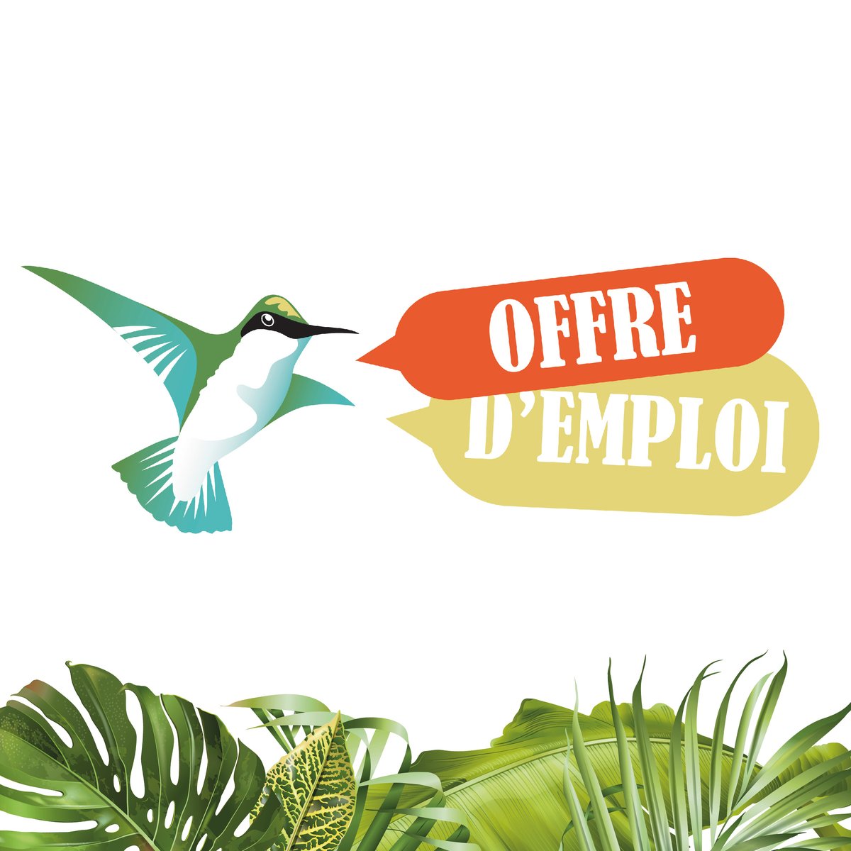 📢 The deadline for our field technician position in #Martinique has been extended to January 31, 2025. 🌿 Join us in preserving #Caribbean #biodiversity! 🦜

🔗 Details: bit.ly/3WmgJAt
🔗 Projet: bit.ly/3RBDX3X

#JobOpportunity #JobOffer #conservation #birds