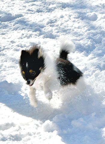 Families gathered throughout Middlesex last weekend to do some sledding after three inches of snow fell on the ground! buff.ly/4gWJmMS