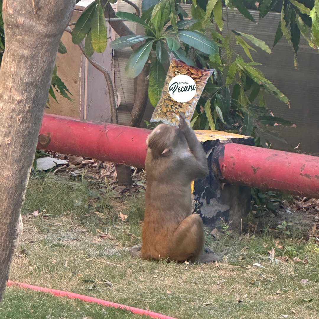 GPGA_'s tweet photo. Throwback to our trip to India! Even the monkeys couldnโt resist our Georgia Pecans!
#EatMorePecans #GeorgiaGrownPecans #GeorgiaPecans #GPGPAPecans https://t.co/gJSXaeuR9I
