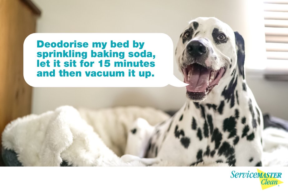 SMWesterly's tweet image. Are your dog beds a little stinky? Eliminate strong smells with this easy odor-removal tip using baking soda! And if you need professionals odor removal to eliminate animal, nicotine, mold or other strong odors from your home or business, call us 800-934-5869. #dogs #odors