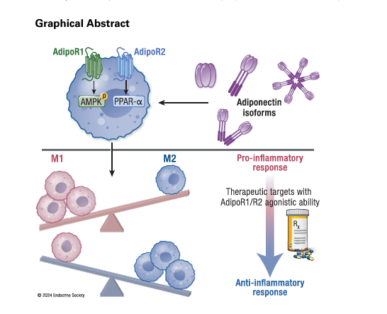 🗣️Adiponectin and Adiponectin Receptors in Atherosclerosis

✍️ La adiponectina es una hormona secretada abundantemente que comunica información entre el tejido adiposo y los sistemas inmunológico y cardiovascular

academic.oup.com/edrv/article-a…
<a href="/LipidoSeen/">LipidoSEEN</a>
