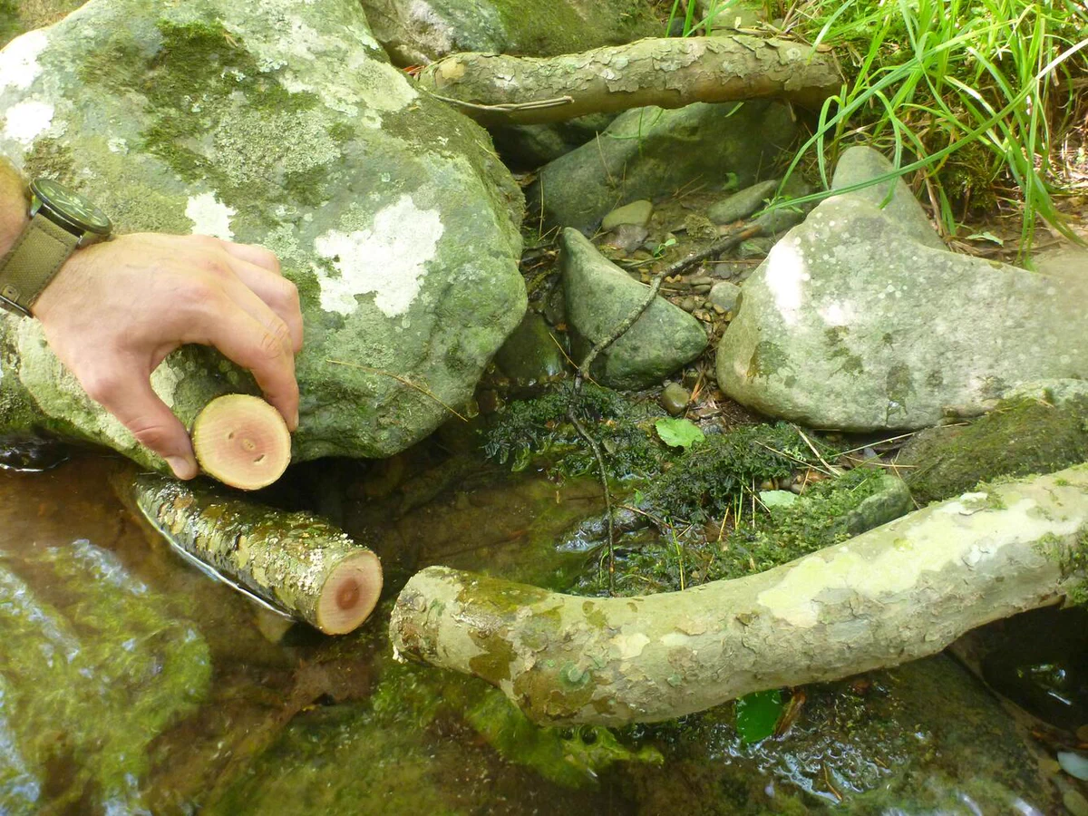 A root cookie and the place in the root where it was cut. Root cookies can be used to estimate rates of stream bank erosion.