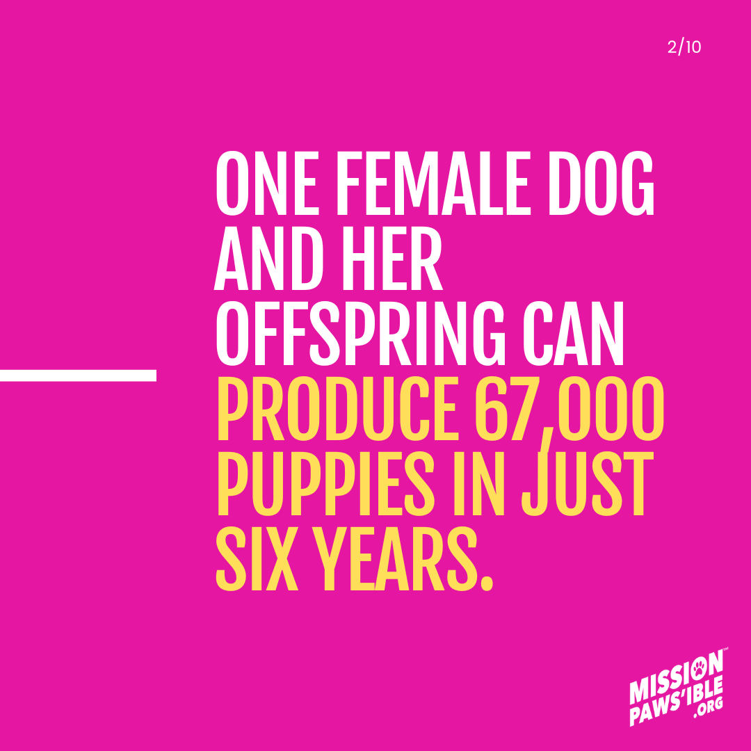 Mission Paws'ible Charity tweet media