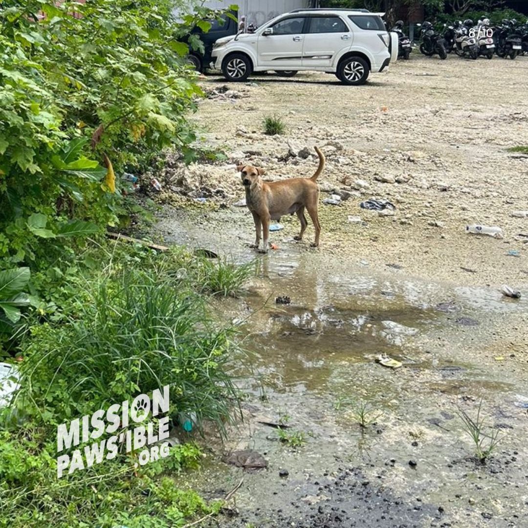Mission Paws'ible Charity tweet media