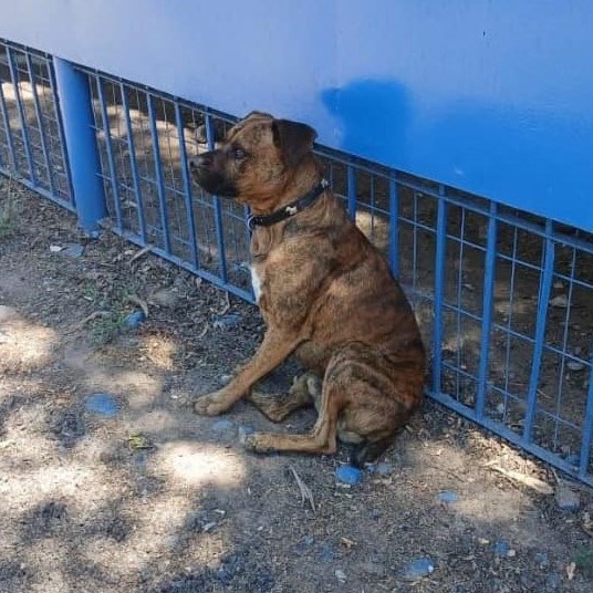 eltuitdemarsh's tweet photo. Quieren adoptar a este perrito que se encuentra abandonado en Peñaflor. Si alguien lo ve, por favor retener y llamar al +56984519458 para que vayan por él. Favor RT!
#Penaflor https://t.co/7ALrVPt0jF