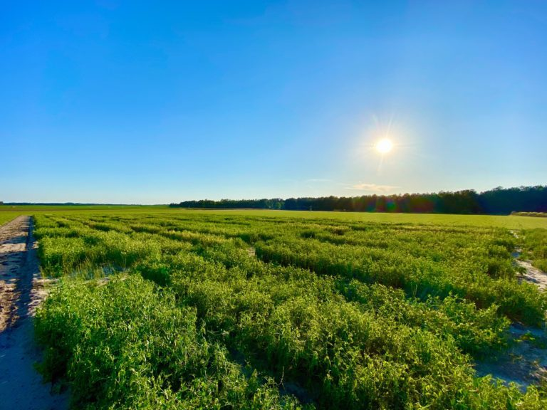 Para aquellos apasionados en la ciencia de malezas🌱🧪🔬. Buscamos estudiante de posgrado en el marco de un proyecto sobre los efectos de rotaciones de cultivos en las comunidades de malezas, bancos de semillas y resistencia a herbicidas en Carolina del Sur. Requisitos 👇