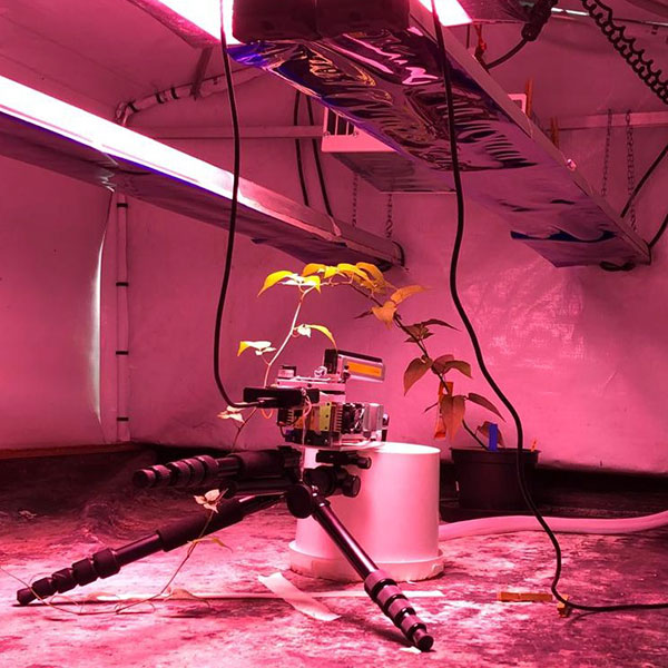 OPNmagazine's tweet image. New work shows that plants can use more of the light spectrum for photosynthesis than previously thought. 

Read the story: bit.ly/4hiJDd6

#plantscience #photosynthesis #horticulture #light