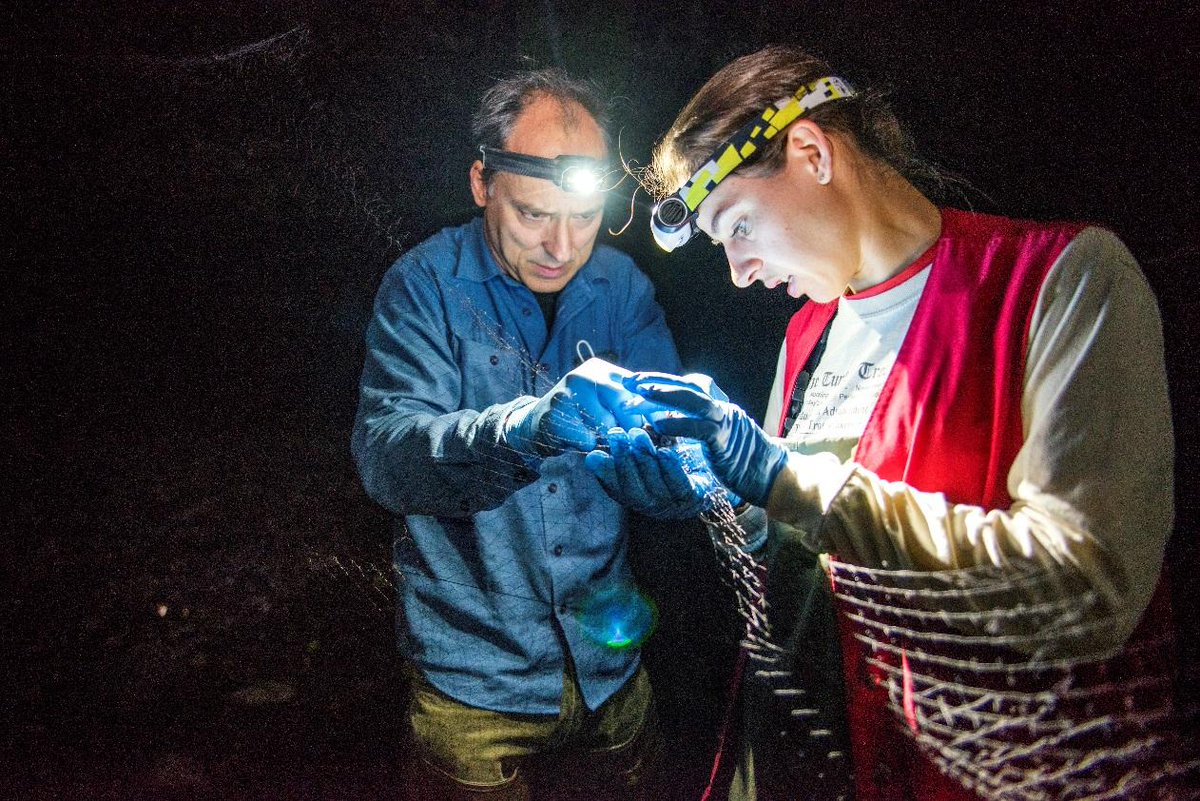 Job alert closes 1/31/25! California CRU at Cal Poly Humboldt. The USGS researcher/Assistant Unit Leader will serve as a graduate faculty member, contribute to graduate student mentorship, and conduct research on fish, wildlife, and ecology.   tinyurl.com/2j2t3r3h