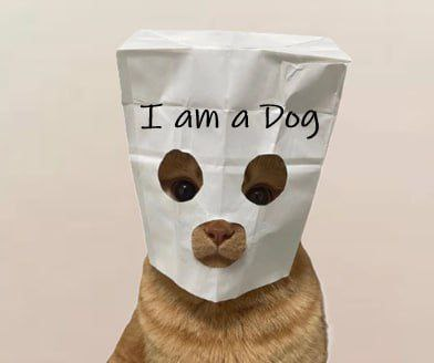 aquorrr's tweet photo. @littlemustacho i heard this was a $dog https://t.co/EMPpc7Mb3n
