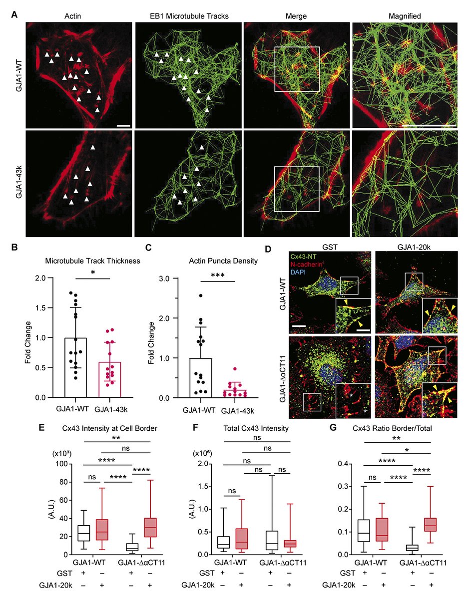 Journal of Cell Biology (@jcellbiol) on Twitter photo Image shows how the RPEL-like motif of GJA1-20k facilitates Connexin43 trafficking. Baum, Nguyen, <a href="/RobinShawCVRTI/">Robin Shaw, MD, PhD</a> et al. ask how the Connexin43 gap junction channel knows how to arrive at its correct plasma membrane subdomain: hubs.la/Q031lRDC0
🎥: hubs.la/Q031lQS70 Image shows how the RPEL-like motif of GJA1-20k facilitates Connexin43 trafficking. Baum, Nguyen, <a href="/RobinShawCVRTI/">Robin Shaw, MD, PhD</a> et al. ask how the Connexin43 gap junction channel knows how to arrive at its correct plasma membrane subdomain: hubs.la/Q031lRDC0
🎥: hubs.la/Q031lQS70