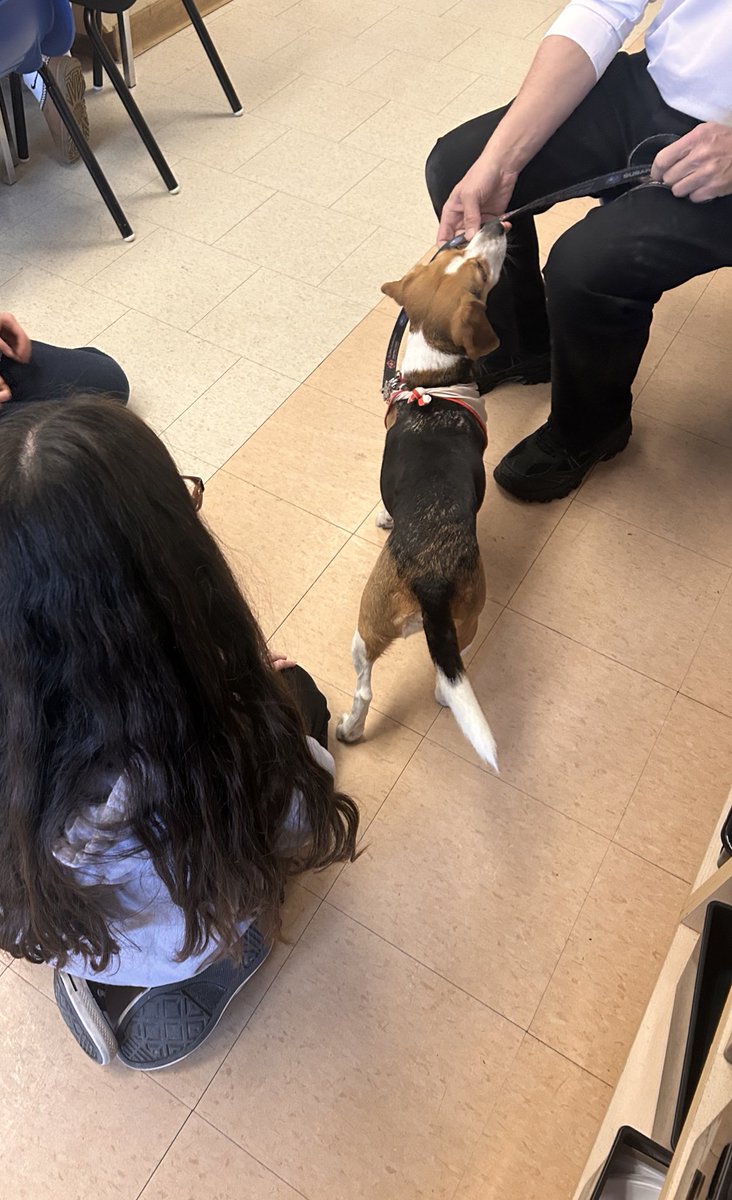 Lacy, the sweetest pocket beagle, visited Grade 8s yesterday as part of the St. John Ambulance Therapy Dog Program! 🐾💕 She brought comfort, joy, and lots of tail wags. Thank you, <a href="/SJA_Canada/">SJA Canada</a>, for supporting mental health in schools! 🐶#TherapyDog  <a href="/HCDSB_CYCs/">HCDSB_CYCs</a> @StJoesActon