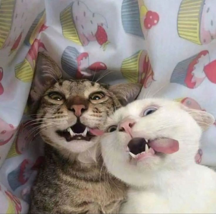 Ng_cosmos_'s tweet photo. "Say Cheese"
CHEESE https://t.co/pLOn5d7JOH
