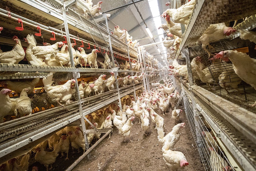 EugeneIradukund's tweet photo. Understanding the laying rate of chickens involves recognizing how age affects production over time while considering breed differences and environmental factors that contribute to overall hen health.
#FarmwithEugene
#FoodForAll
#AgrInfluenceRW https://t.co/8qIcBKdaIi