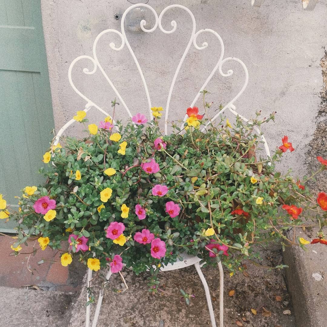 apotoker65's tweet image. How beautifully nature reclaims spaces we least expect! 🌸✨ #NatureBeauty #FlowerVibes #RusticCharm