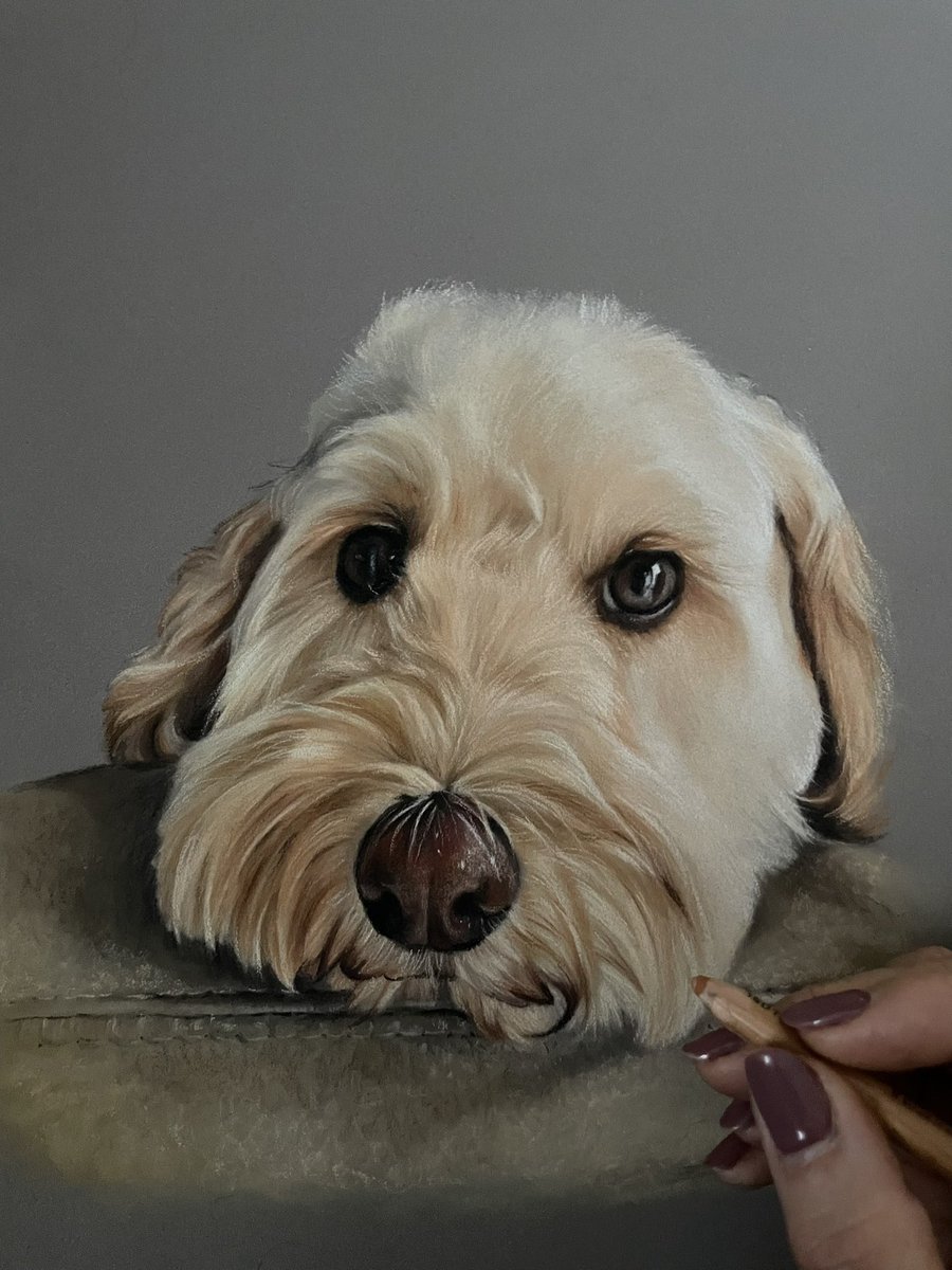Another super cute face to draw! 
Meet Bear the Cockapoo 🥰

Pastel on Pastelmat 

#art #pastelpainting #drawing #cockapoo #petportrait