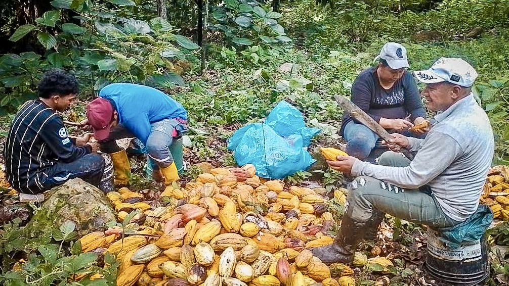 harmanfelipe's tweet photo. Los campesinos del Huila ya están recogiendo sus cosechas de Cacao, en las más de 666 hectáreas de tierra entregadas meses atrás por la @AgenciaTierras a familias rurales víctimas del conflicto armado.

La #ReformaAgraria avanza cuando más campesinos con tierra, tienen garantía alimentaria para sus hogares y los hogares de todo un país.