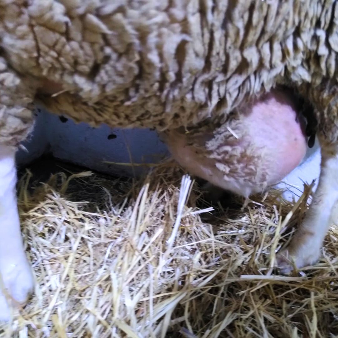 🐑 Tenemos que operar a Manuela por segunda vez 🙏
Manuela sufre de una hernia provocada por la apertura de la pared abdominal que hace que los intestinos, la vejiga y el estómago salgan de su lugar. 

¿Le mandamos mucha fuerza y amor desde aquí? 🙏
#oveja #saludanimal