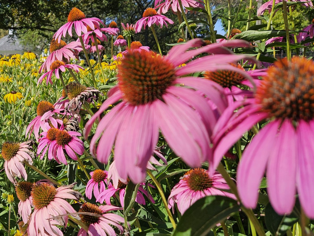 Historic Wethersfield tweet media