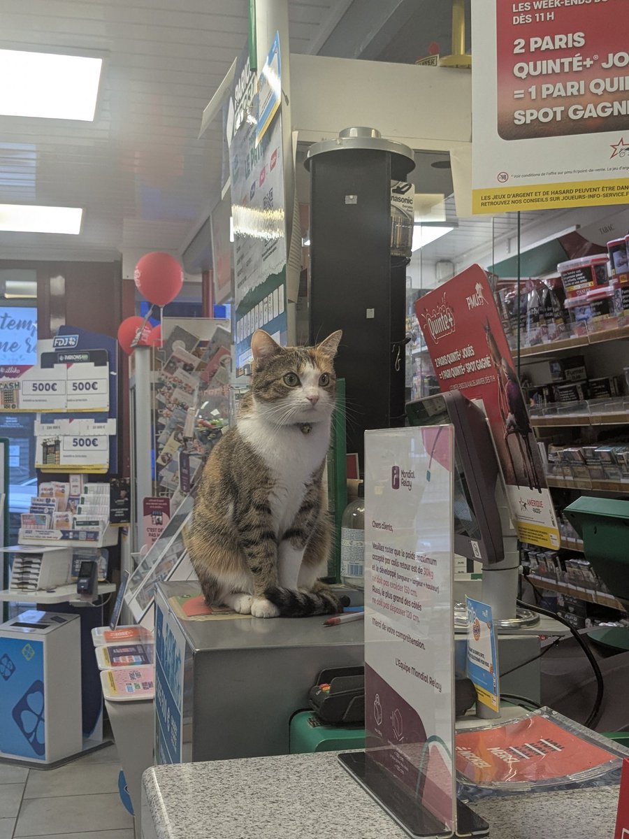 Dites bonjour au chat-maire et au chat-barman 👋🏼