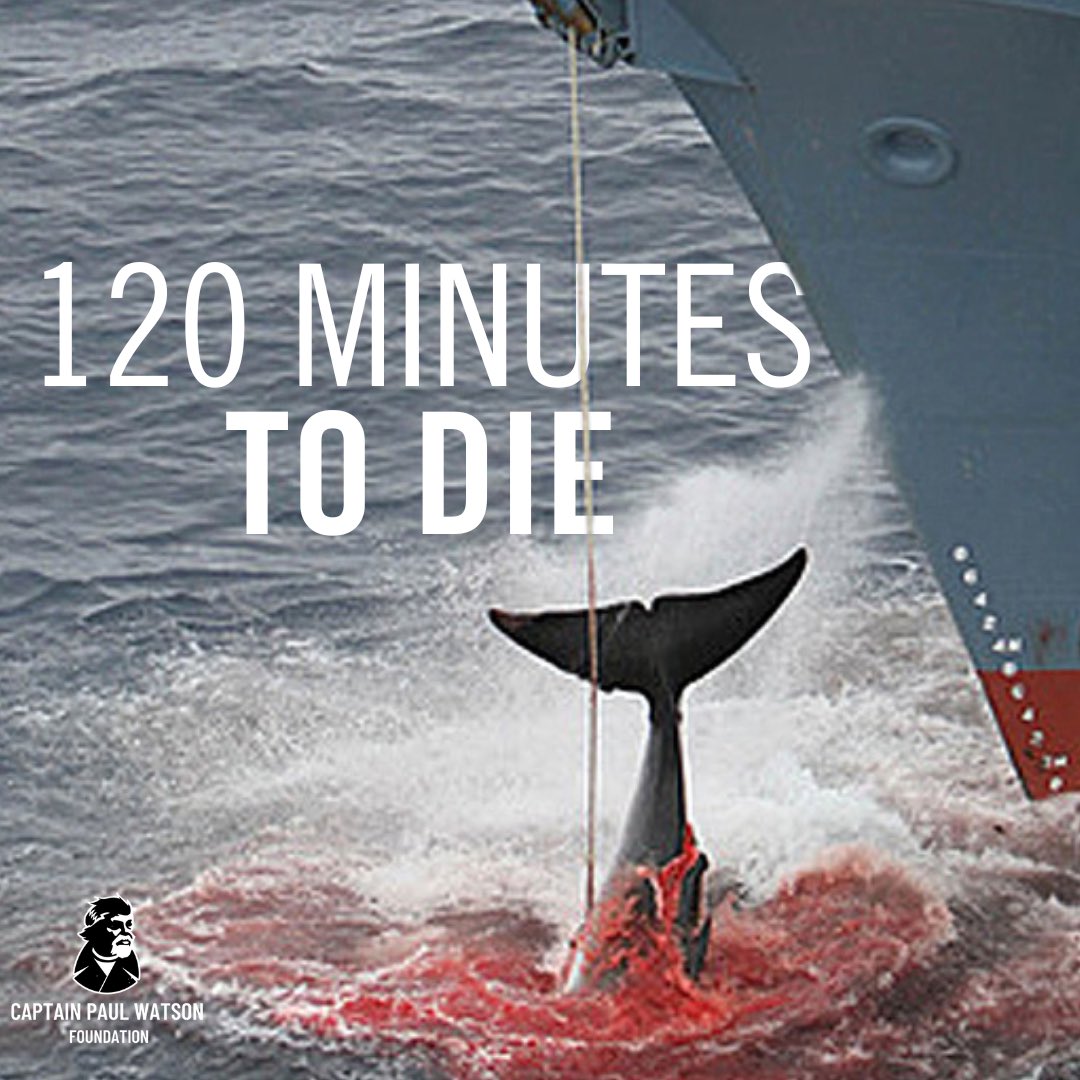 CaptPaulWatson's tweet photo. 💔 A report by the Icelandic government exploring welfare concerns around its OWN fin whale hunts revealed that some of those killed can take as long as two hours to die. 120 Minutes of suffering by an intelligent, sentient being, slaughtered to be eaten. 

The 2023 report showed that nearly 40% of the fin whales shot struggled for approximately 11 and a half minutes before death, whilst some took over an hour to die. One whale with a harpoon stuck in their body was found to have been chased for five hours without being killed. This barbaric practice has to end!

Despite these shocking findings by Iceland, they continue to issue whaling licenses. In December 2024 Kristján Loftsson was issued a 5-year whaling license to continue slaughtering whales - in a declining market, by an interim government. Loftsson who exports 90% of his whale meat to Japan believes he can ‘continue whaling forever.’ 

We must #StopIcelandicWhaling. The John Paul DeJoria is being refitted so that it is ready to protect the ocean and its marine life. ✊