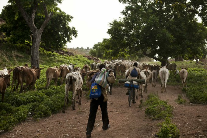 NgoumbaNow's tweet photo. Le transport pastoral à #Jamaa reste un défi, avec des tensions croissantes entre éleveurs et chasseurs. La dernière conférence #Zimio souligne la nécessité de solutions qui améliorent la sécurité et la mobilité pacifique sur les routes vitales. #Centrafrique #Développement https://t.co/4GNf9uGm0o