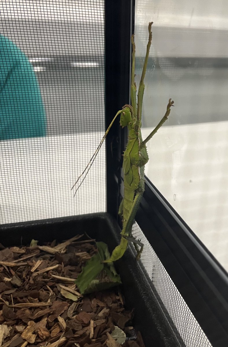 IqraPrimaryA's tweet photo. Science Club: biology and zoology. Exploring habitat and care of Malaysian Nymphs and Giant Hissing Cockroaches #primarySTEM #enrichedcurriculum https://t.co/UqGf66wPJC