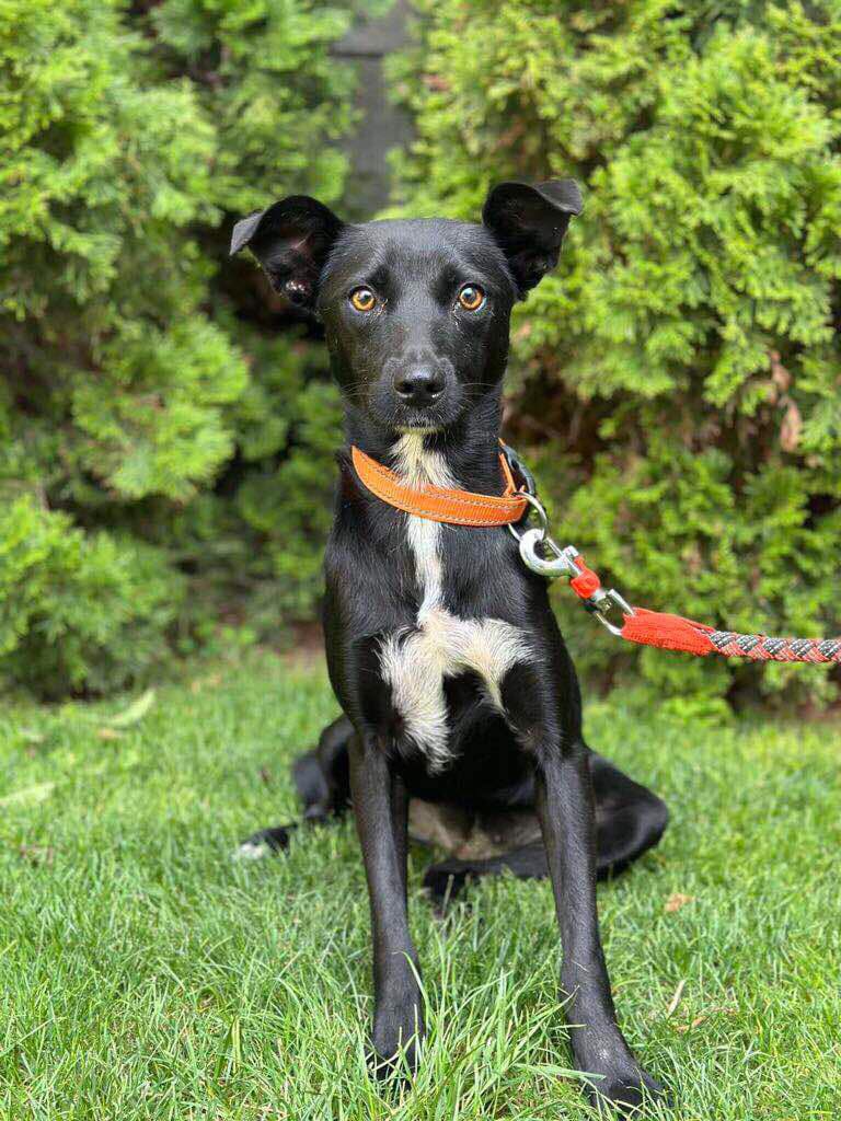 LendAPawRescue's tweet photo. Viktoria 🌺

Little cutie Viktoria is just a small girl trying to find her way in a shelter full of big dogs. Her siblings Shorty and Mira have gone home leaving her all alone. She is sad and lonely now 😞 She really does need a home of her own and the safety of a loving family. Black dogs are always the hardest to home sadly, lets hope she has more luck.

🌺 Female
🌺 around 15 months old
🌺 Small
🌺 Fully vaccinated, microchipped & spayed
🌺 Currently in N. Macedonia
🌺 Passport issued and ready to travel to the UK

A small black-haired beauty with a white patch is the perfect companion ready for a loving family. Fully vaccinated, spayed, and treated for external parasites, she is eager to find her forever home. Give Viktoria the chance she deserves and bring her into your loving arms today.

If you would like more information or to register interest then please reach out to the UK homing team for more information via 

Messenger https://t.co/fZTEMxOW72  

WhatsApp https://t.co/QyoGq4V2Hz  

Home checks and fees apply, and support to settle and rescue backup is provided.