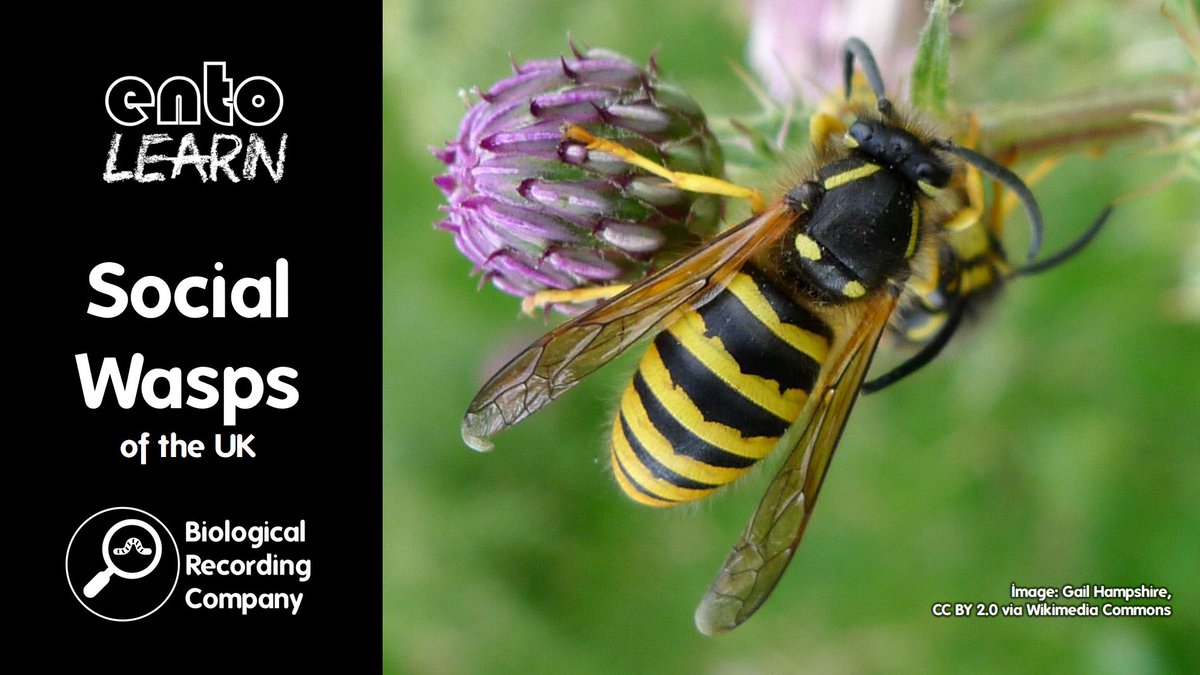 🐝 Discover the hidden world of UK social wasps! Join Dr <a href="/MadgwickTony/">@MadgwickTony</a> on 12 June for a 90-min webinar exploring their species, behaviors &amp; vital ecological roles. Includes Q&amp;A + resources. Just £10!  <a href="/bwars2000/">BWARS</a> <a href="/Buzz_dont_tweet/">Buglife</a>

🎟️ Book now: eventbrite.co.uk/e/social-wasps…