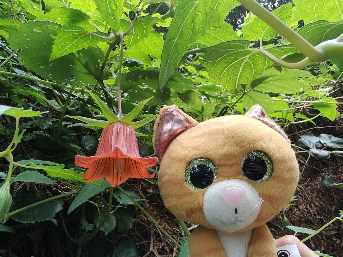 GeologistsCat's tweet image. Today is #VolcanoThursday 😻, but today it's about this wonderful #flower that we found during #hedgewatch on #Tenerife. It's a #Canarina canariensis. This beautiful flower is pollinated by a #bird 🙀 the #Canary Islands #chiffchaff 😻Pawsome🐾

#birding #birds #Botanical